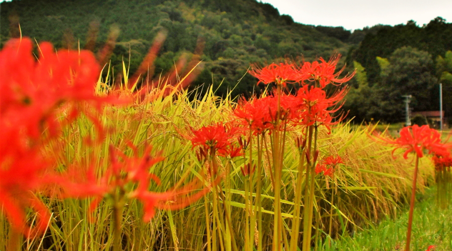 里山農業